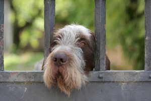 denuncia por maltrato animal