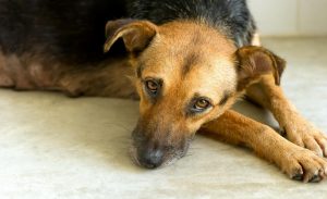 maltrato animal