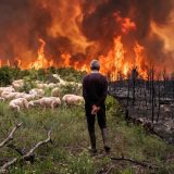 Un pastor de espaldas observa el frente de llamas desde un prado donde pasta su rebaño, junto a una franja de monte ya calcinado