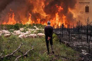 Un pastor de espaldas observa el frente de llamas desde un prado donde pasta su rebaño, junto a una franja de monte ya calcinado